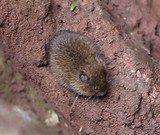 0601-Muschen in Not.jpg